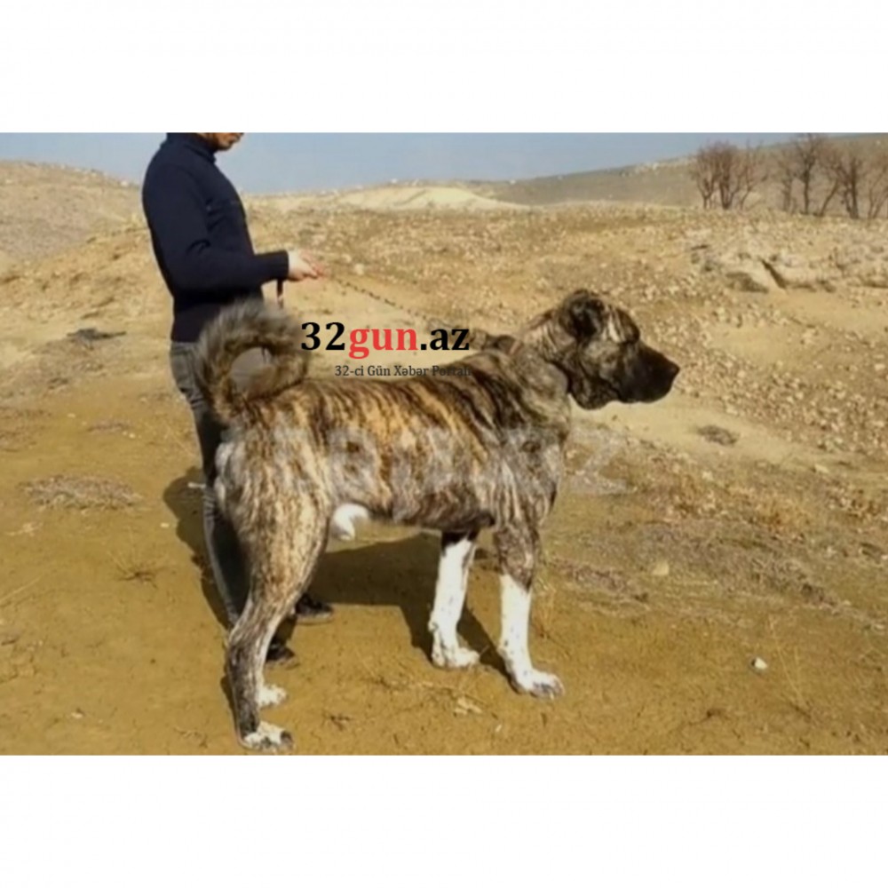 Azərbaycanda maşın qiymətinəİT SATILIR (FOTO)