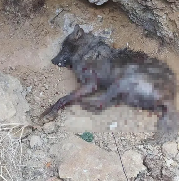 Canavar sakinlərə hücum etdi:Dörd nəfər yaralandı