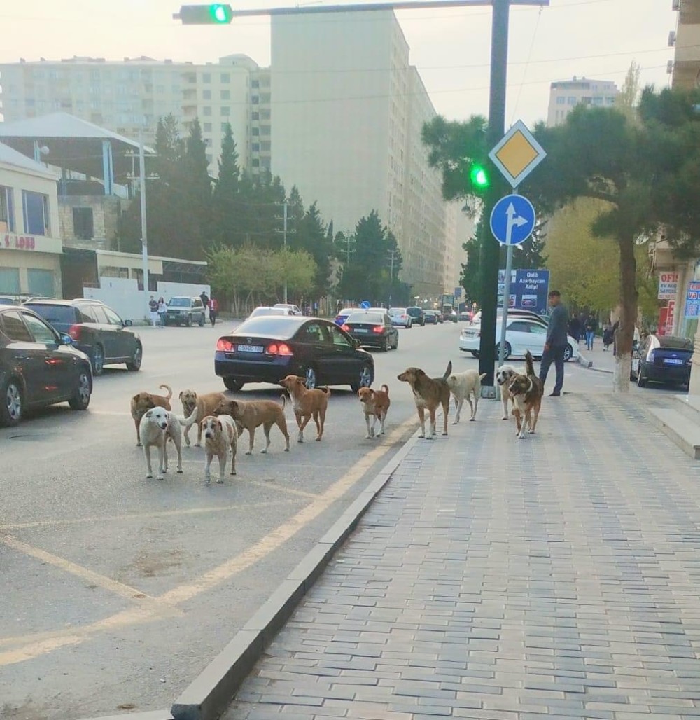 Xırdalanda çəkilən FOTO:Ətrafdakılar qorxuya düşdü