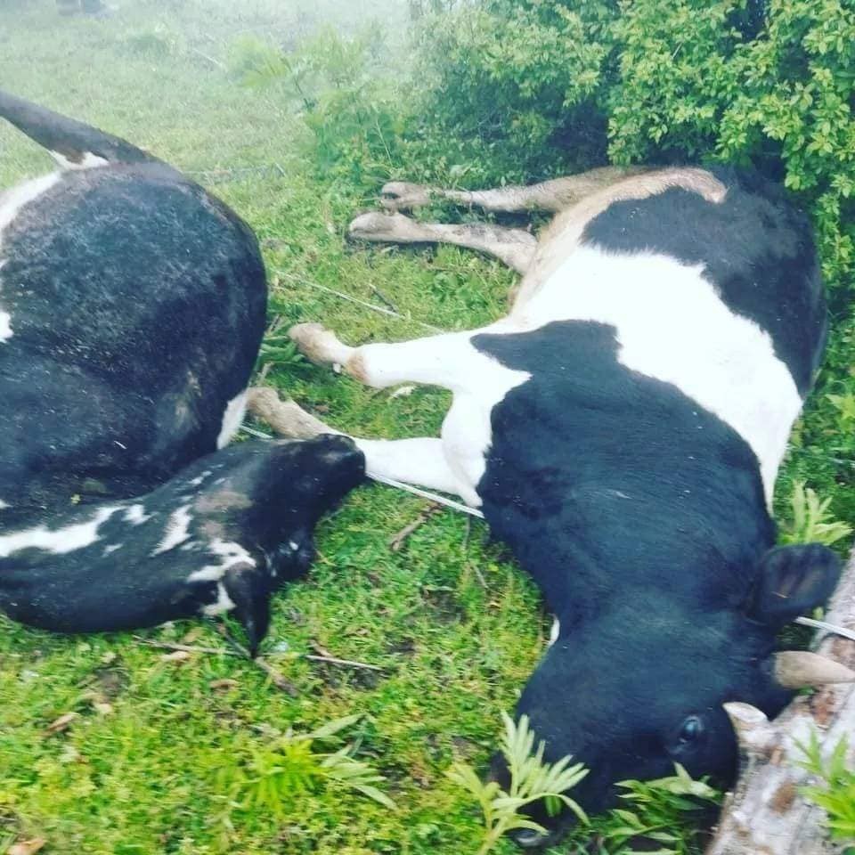 “Azərişıq” ASC-in səhlənkarlığı kəndliyə ziyan vurdu- İnsanlar ölümdən döndü, heyvanlar tələf oldu (FOTO)