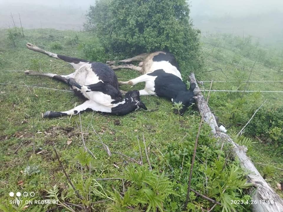 “Azərişıq” ASC-in səhlənkarlığı kəndliyə ziyan vurdu- İnsanlar ölümdən döndü, heyvanlar tələf oldu (FOTO)