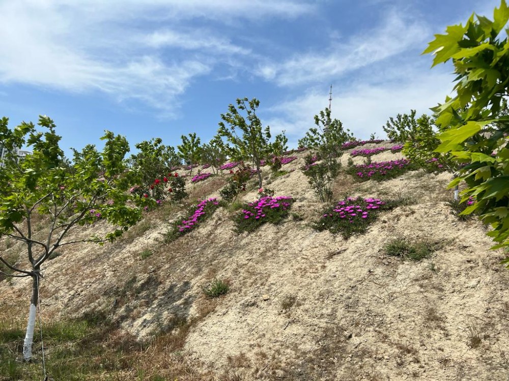 Bakının ən yaşıl parkındanFOTOREPORTAJ