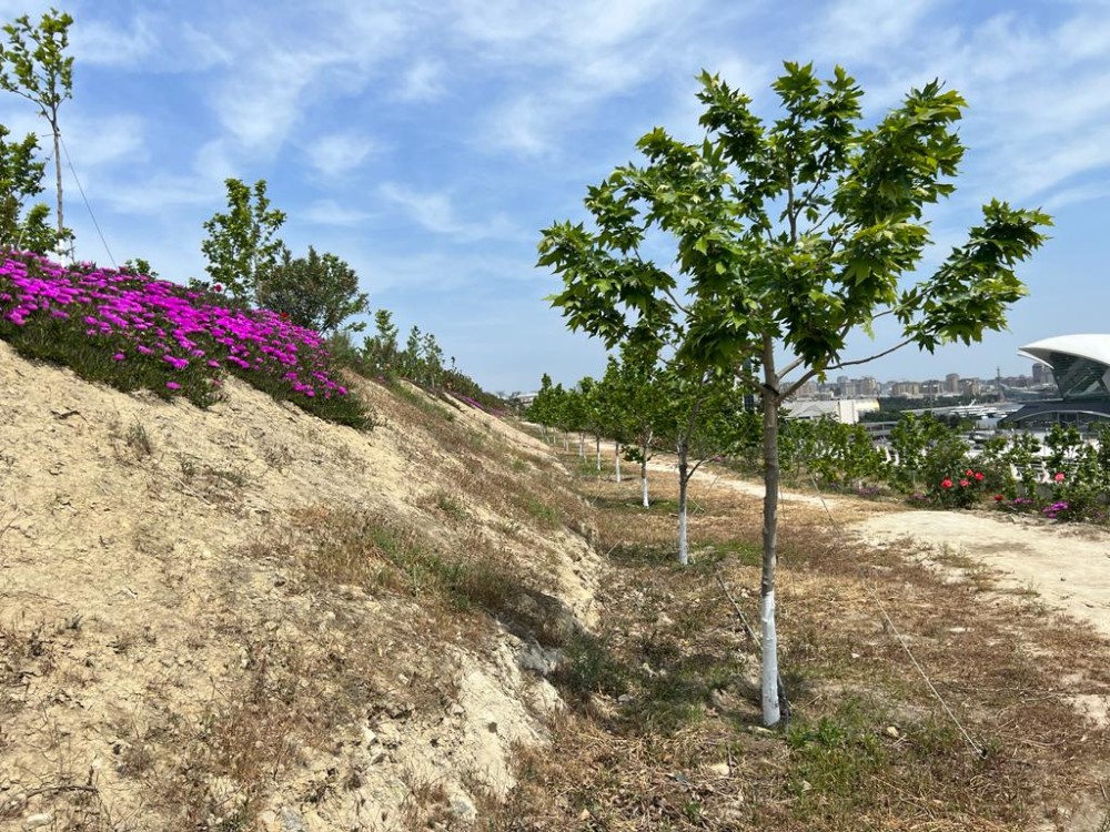 Bakının ən yaşıl parkındanFOTOREPORTAJ