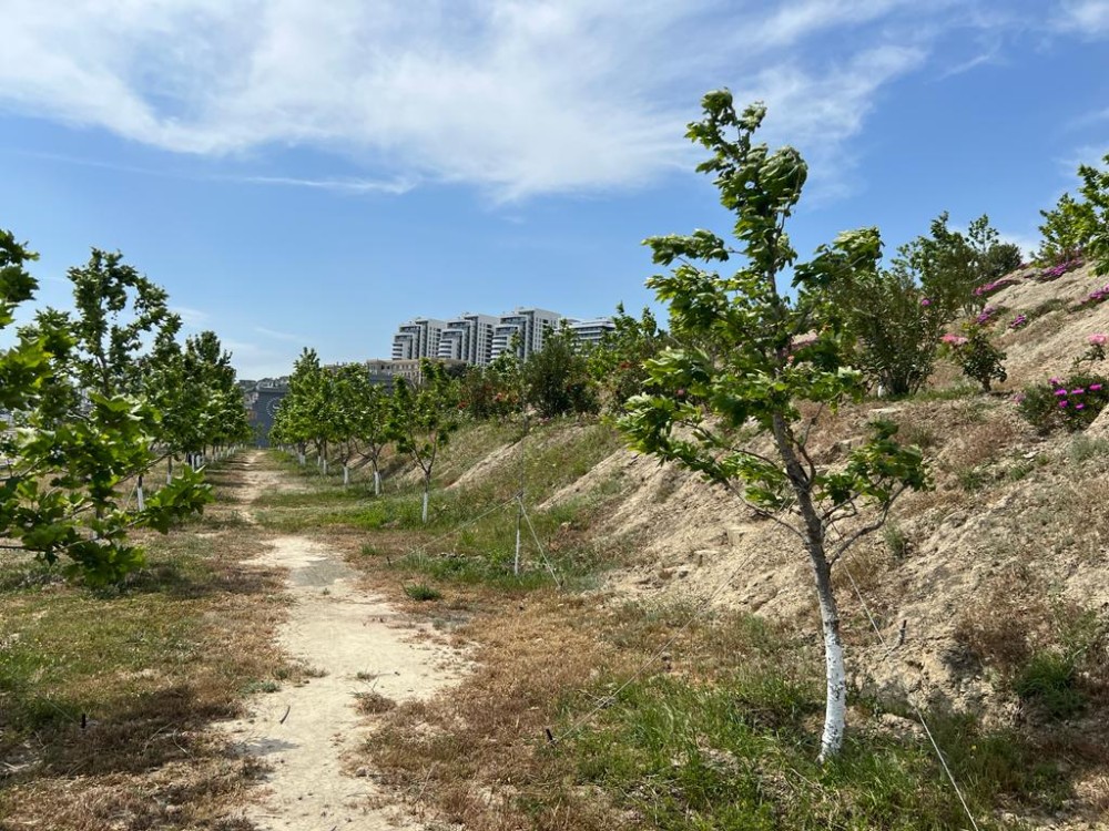 Bakının ən yaşıl parkındanFOTOREPORTAJ
