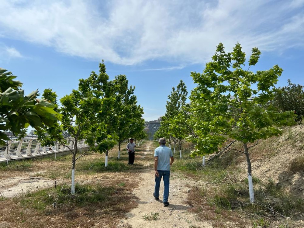 Bakının ən yaşıl parkındanFOTOREPORTAJ