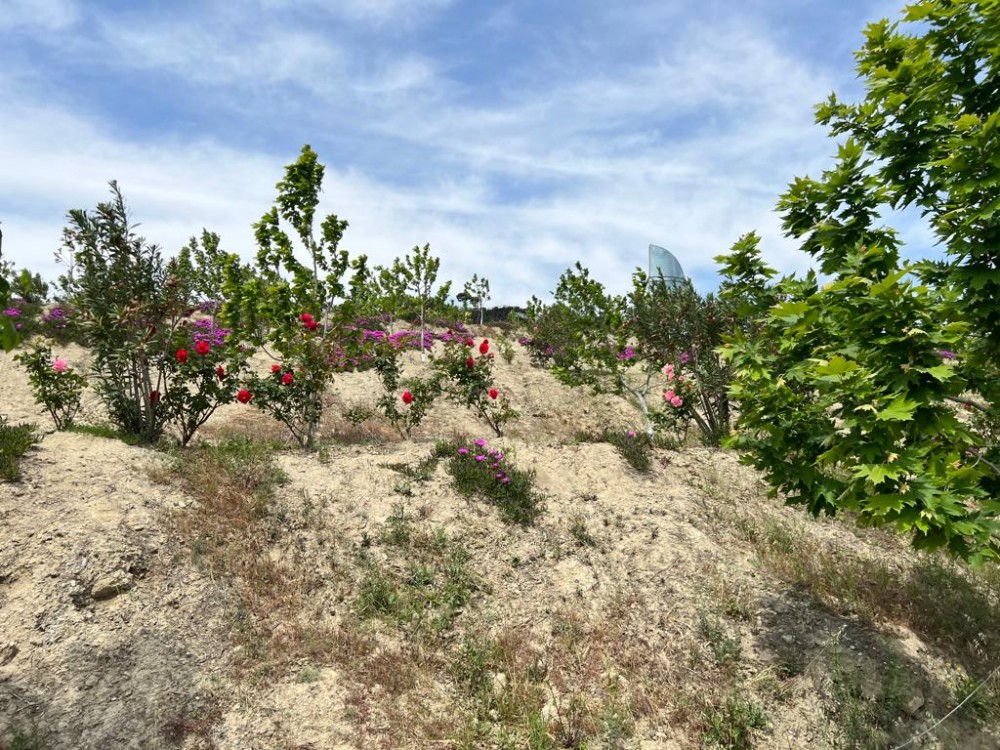 Bakının ən yaşıl parkındanFOTOREPORTAJ
