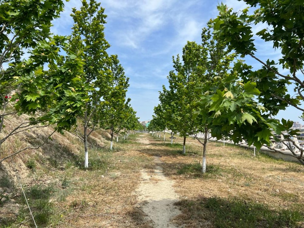 Bakının ən yaşıl parkındanFOTOREPORTAJ