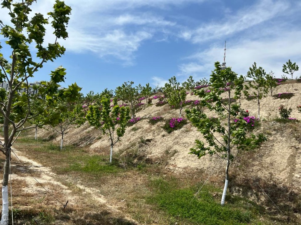 Bakının ən yaşıl parkındanFOTOREPORTAJ