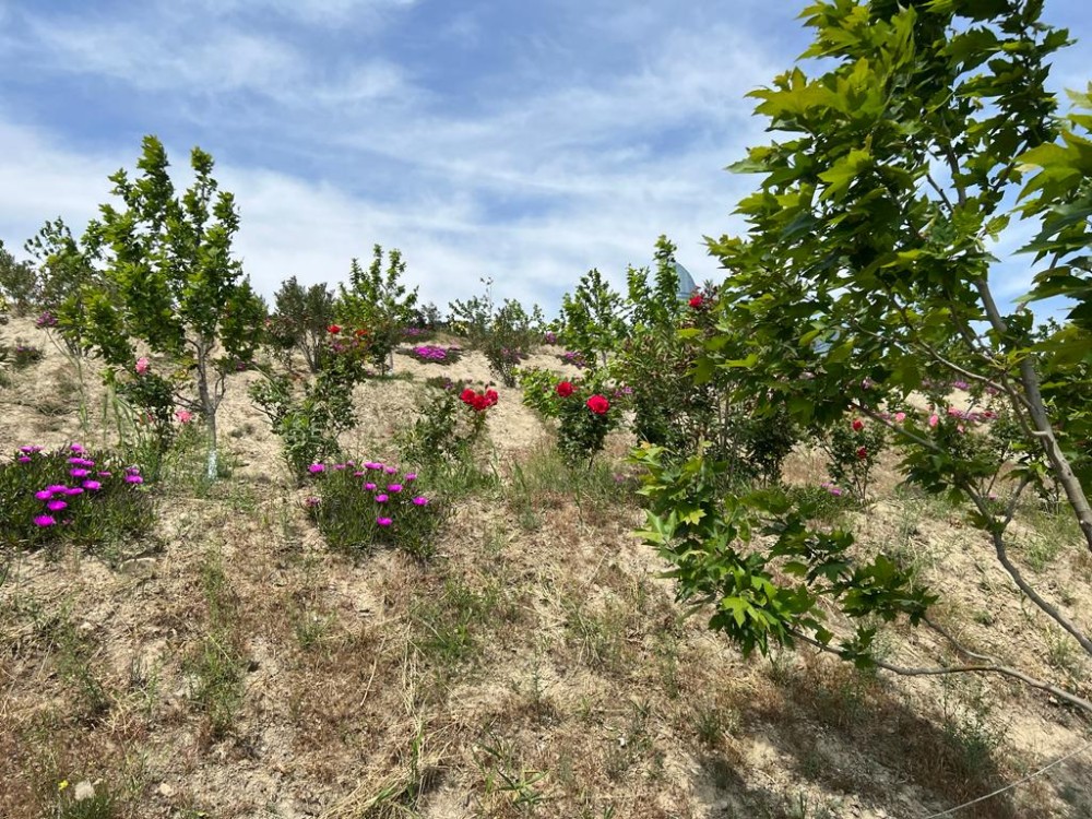 Bakının ən yaşıl parkındanFOTOREPORTAJ
