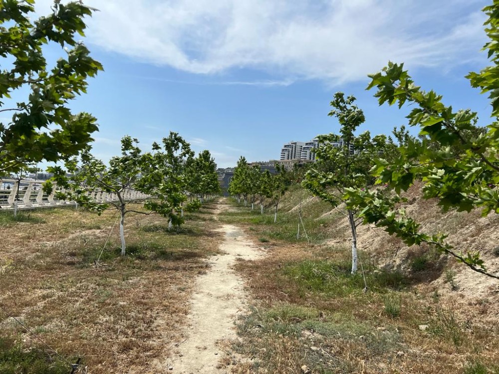 Bakının ən yaşıl parkındanFOTOREPORTAJ