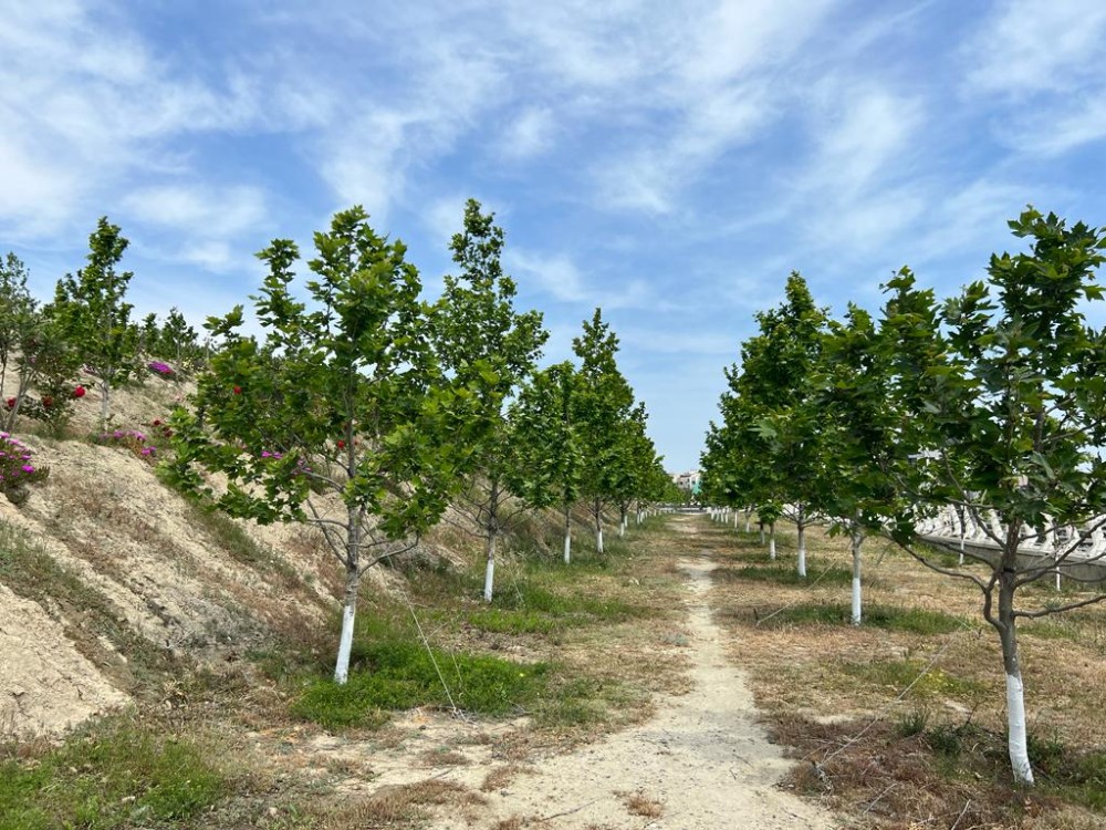 Bakının ən yaşıl parkındanFOTOREPORTAJ