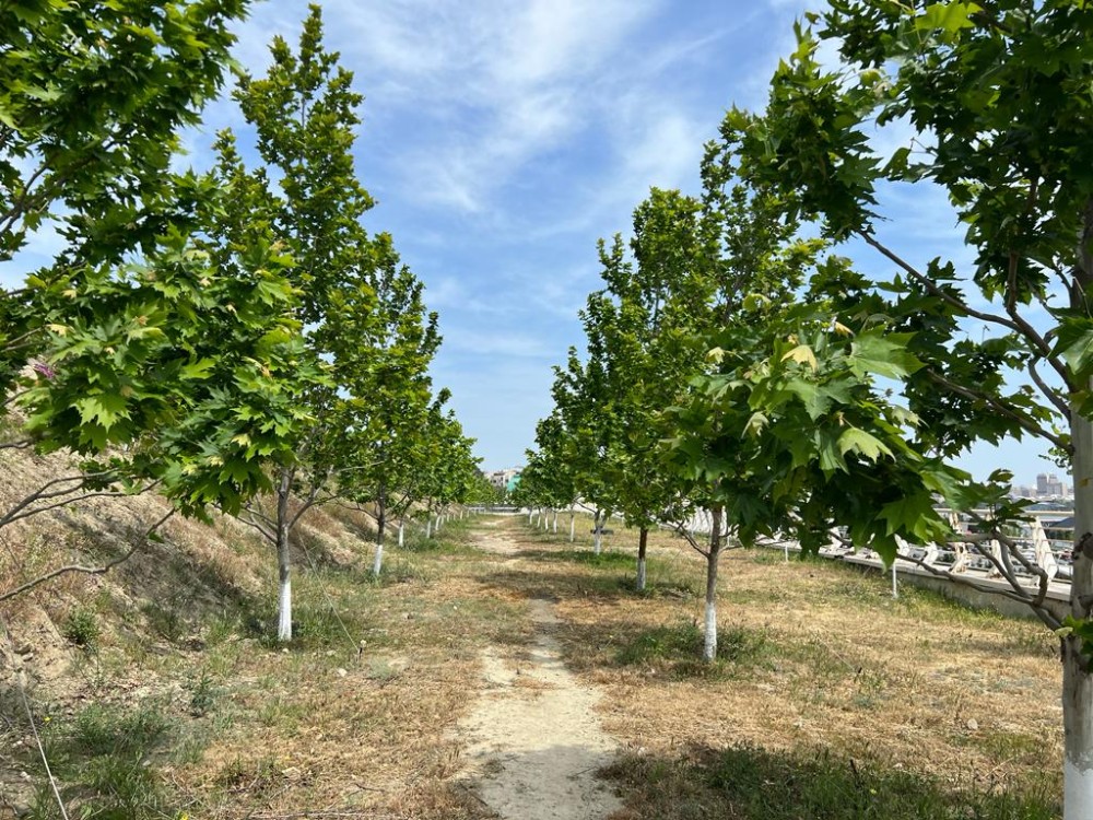 Bakının ən yaşıl parkındanFOTOREPORTAJ