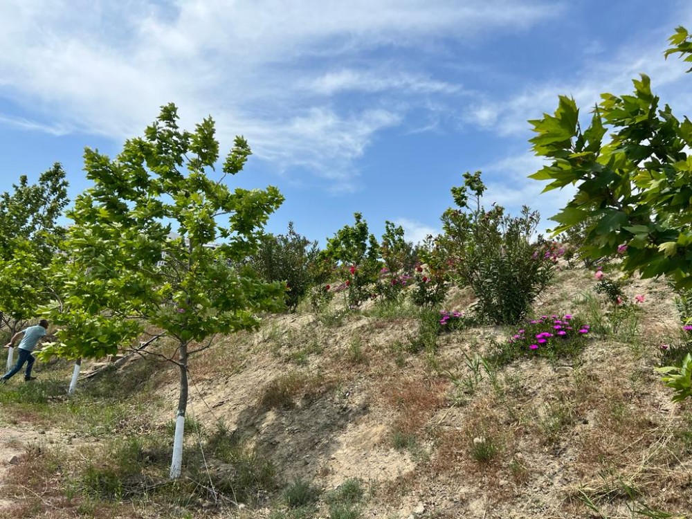 Bakının ən yaşıl parkındanFOTOREPORTAJ