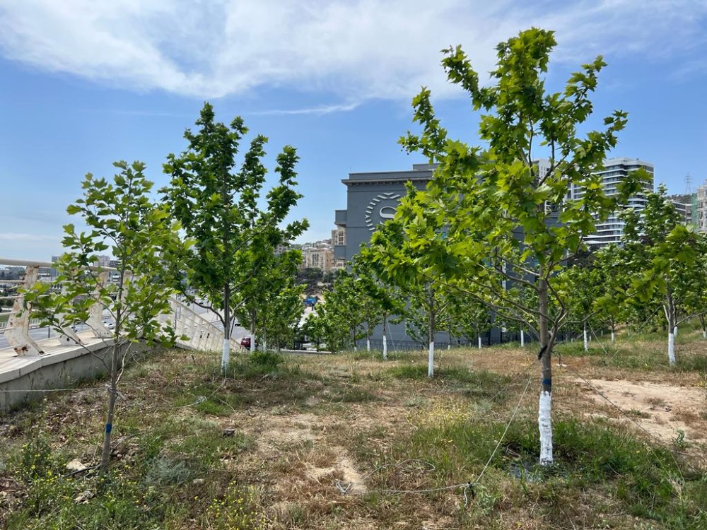 Bakının ən yaşıl parkındanFOTOREPORTAJ