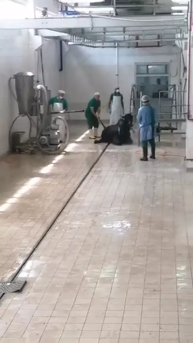 Ət kəsilmə müəssisəsində BİABIRÇILIQ:Heyvanın başına dəmir dəynəklə vurub öldürdü(FOTO)