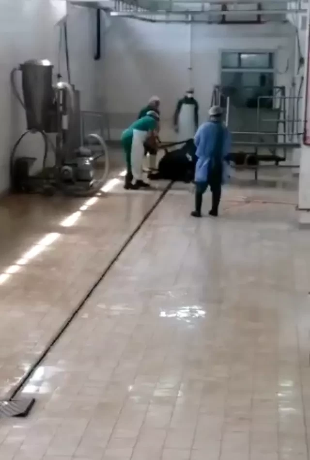 Ət kəsilmə müəssisəsində BİABIRÇILIQ:Heyvanın başına dəmir dəynəklə vurub öldürdü(FOTO)