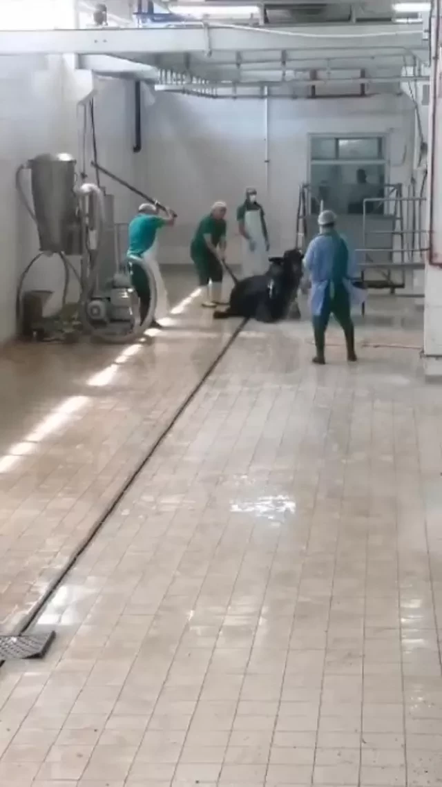 Ət kəsilmə müəssisəsində BİABIRÇILIQ:Heyvanın başına dəmir dəynəklə vurub öldürdü(FOTO)