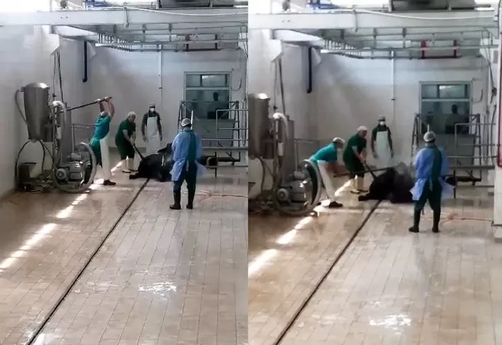 Ət kəsilmə müəssisəsində BİABIRÇILIQ:Heyvanın başına dəmir dəynəklə vurub öldürdü(FOTO)