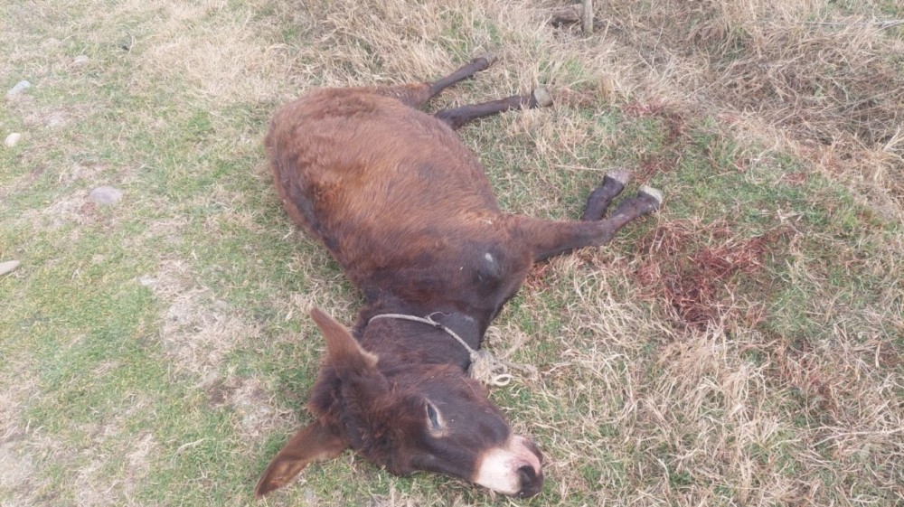 QHT sədri qəza törətdi, ölən var(FOTOLAR)