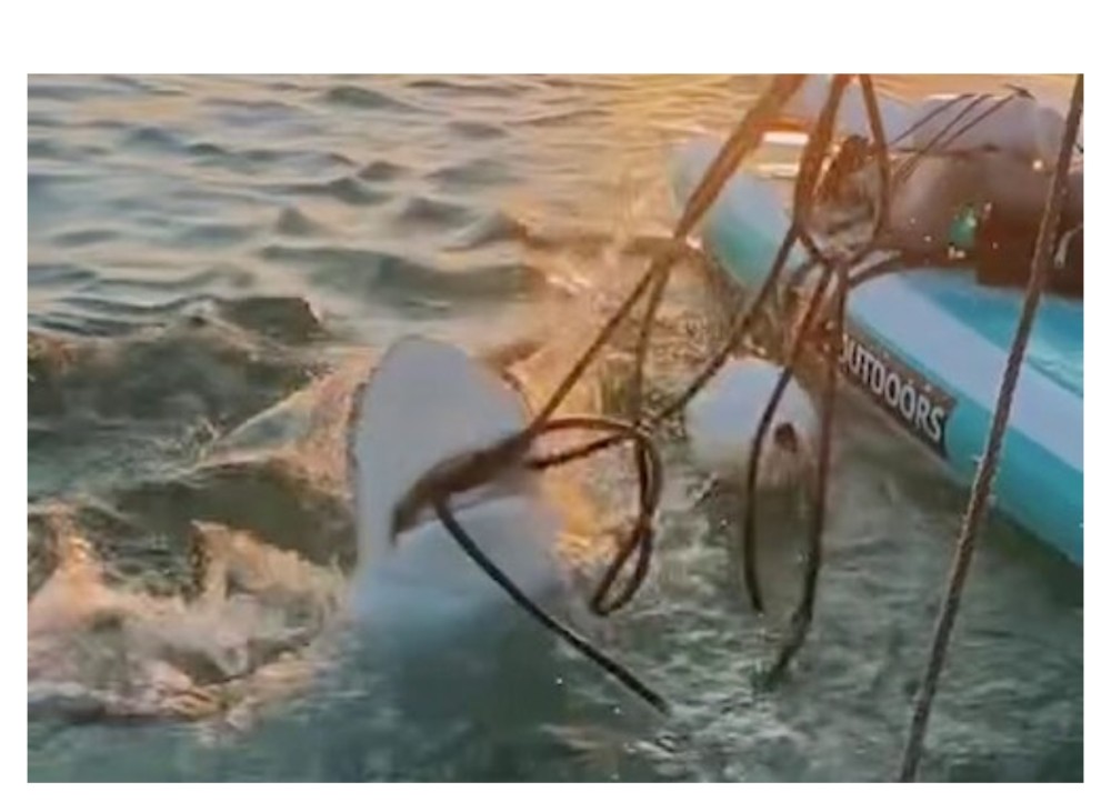 ABŞ-da qadın əlləri ilə ipə dolaşmış akulanı xilas etdi