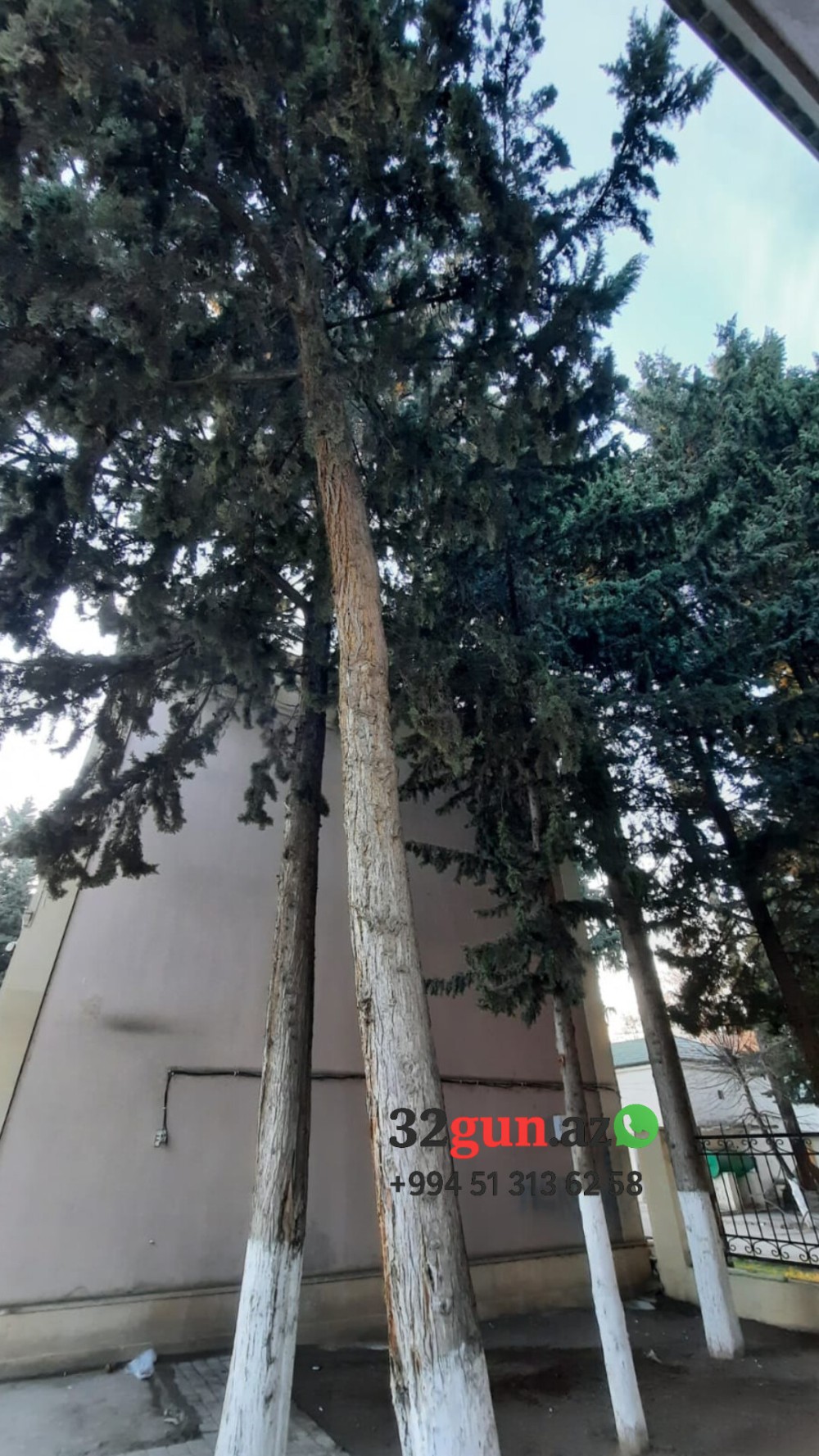 Ağstafada şəhərin mərkəzində "Yaşıl Terror" -/ Ekologiya və Təbii sərvətlər Nazirliyinin idarəsi hara baxır? (VİDEO + FOTO)