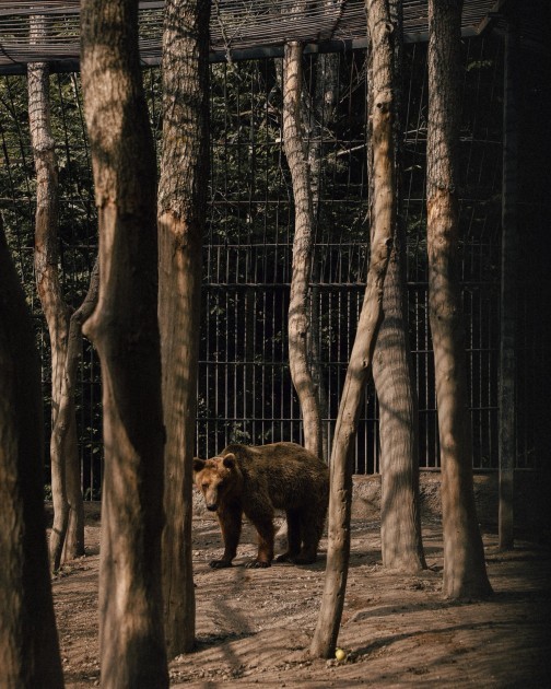 Leyla Əliyeva və Arzu Əliyeva Altıağac Milli Parkında - FOTOLAR