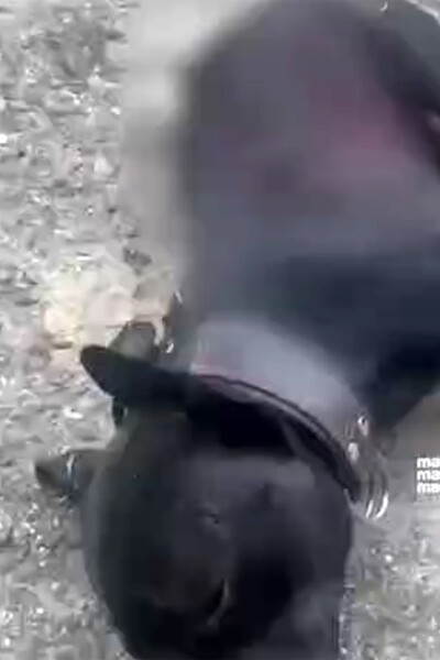 Qadın itləri bıçaqladı: bir pitbul tələf oldu, sahibi və balası yaralandı