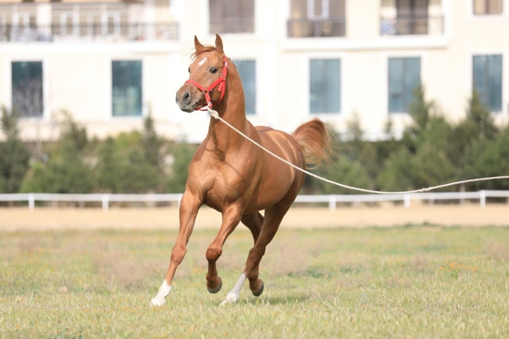 Qarabağ və Dilbaz at cinslərinin genetik xəritəsi hazırlanır -FOTOLAR