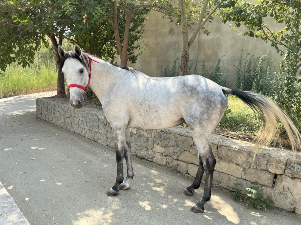 Qarabağ və Dilbaz at cinslərinin genetik xəritəsi hazırlanır -FOTOLAR