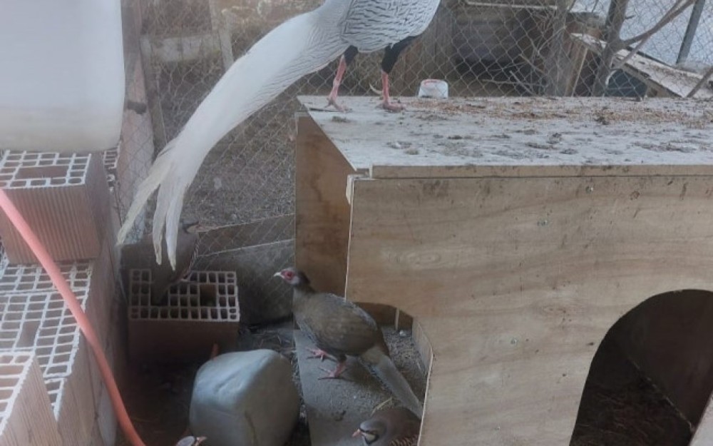 Sərin” və “Göygöl” restoranlarında vəhşi heyvan və quşların saxlanılması aşkarlandı - FOTOLAR