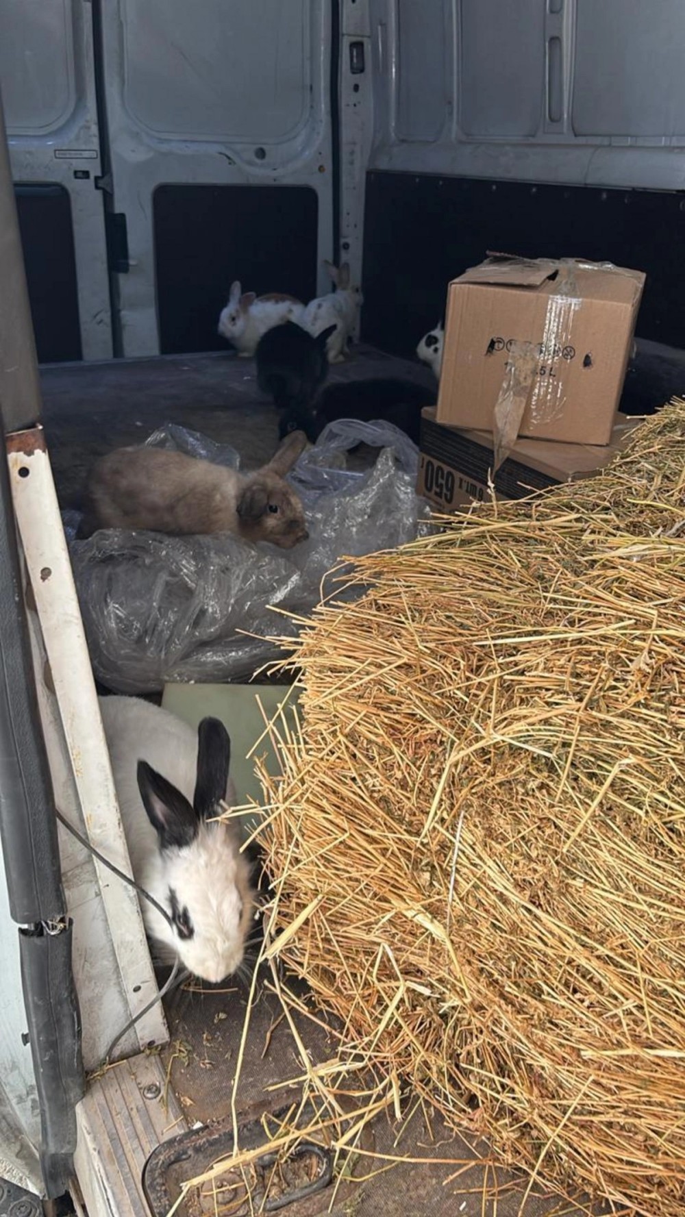 "Kolorit"də saxlanılan heyvanlar aidiyyəti üzrə təhvil verildi -FOTOLAR