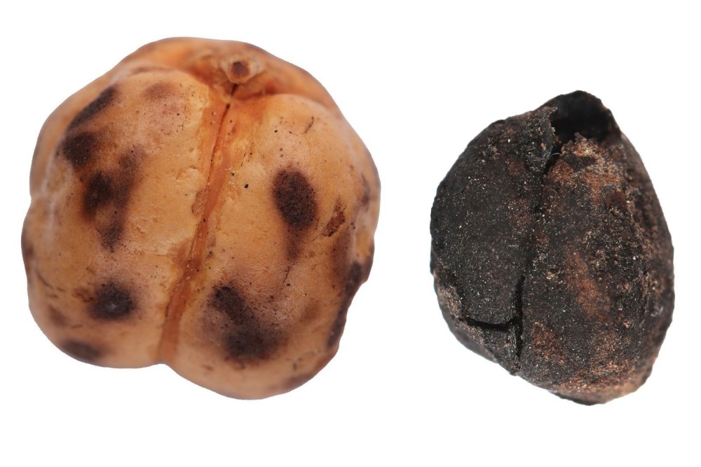 Qədimdən bu günə qədər gələn Türkiyə çörək irsi – Fotolar