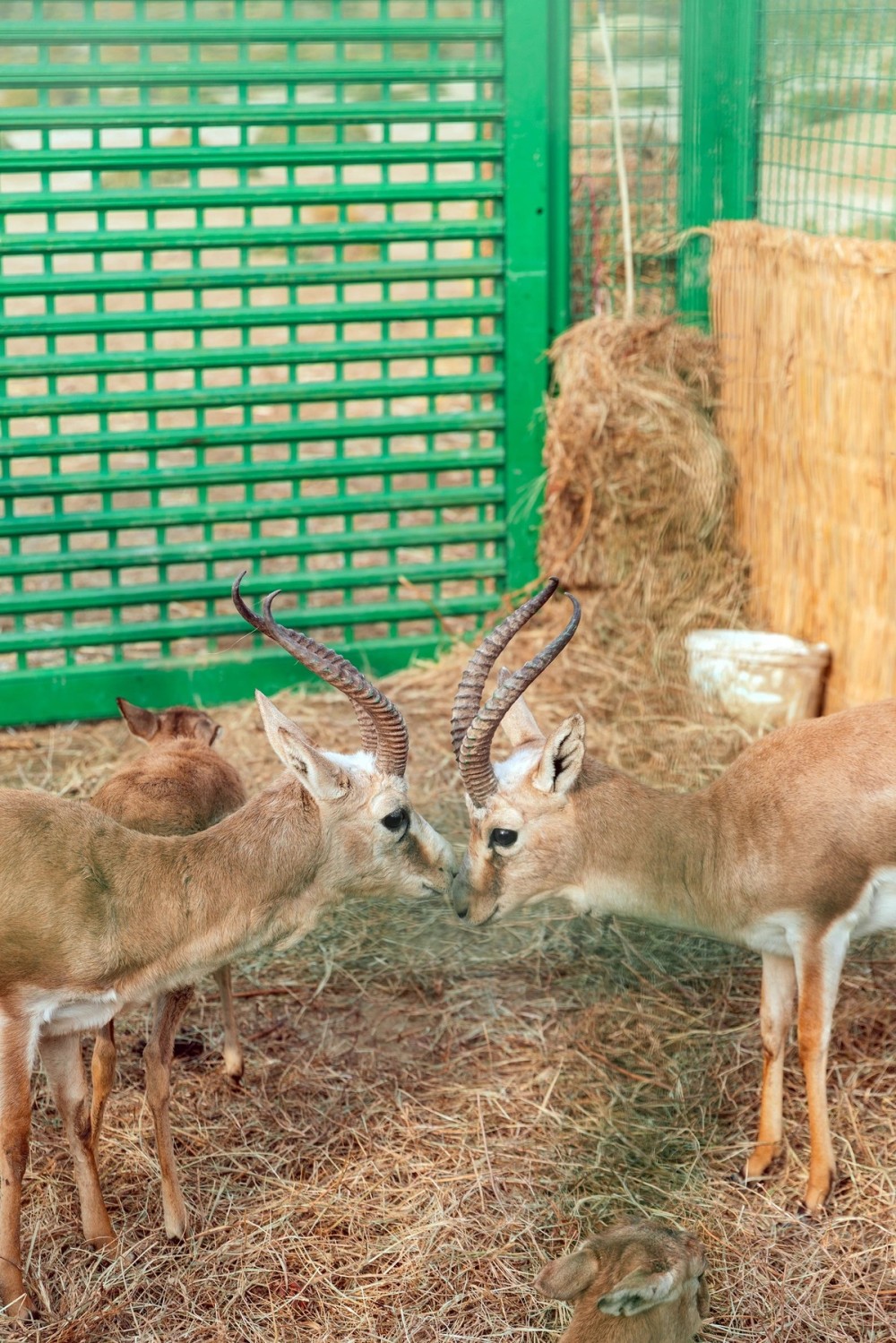 Leyla Əliyeva Mingəçevirdə ekoloji aksiyalarda -FOTOLAR