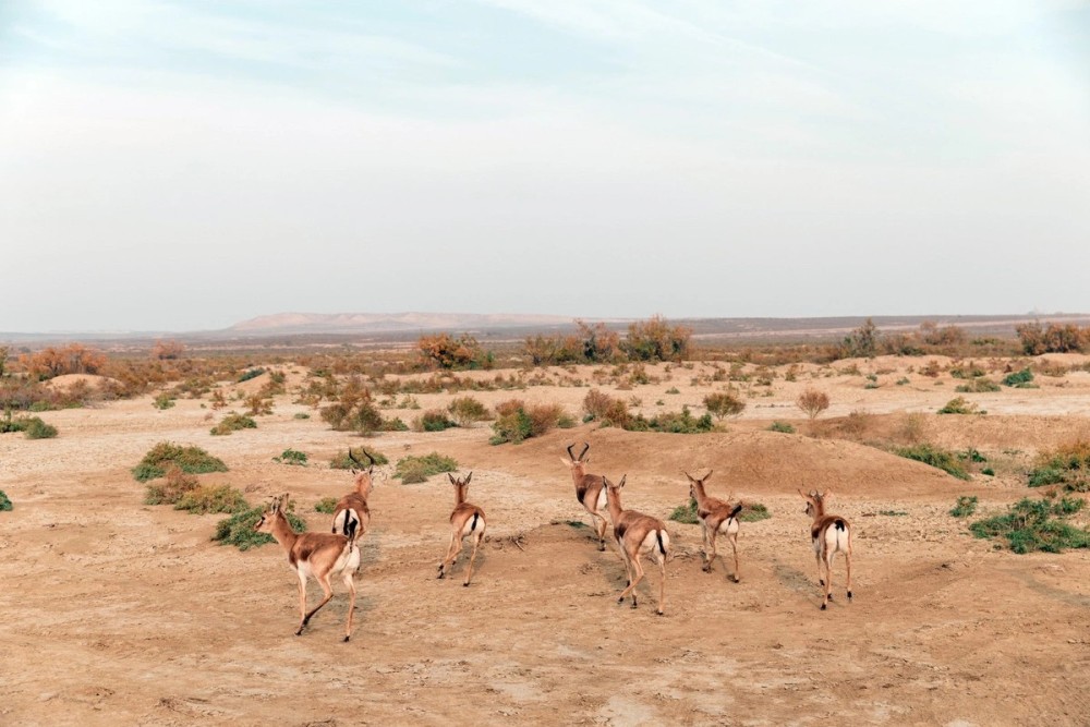Leyla Əliyeva Mingəçevirdə ekoloji aksiyalarda -FOTOLAR