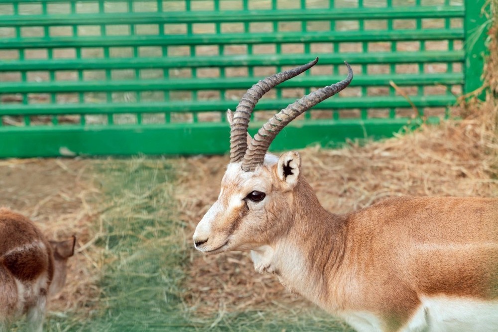 Leyla Əliyeva Mingəçevirdə ekoloji aksiyalarda -FOTOLAR