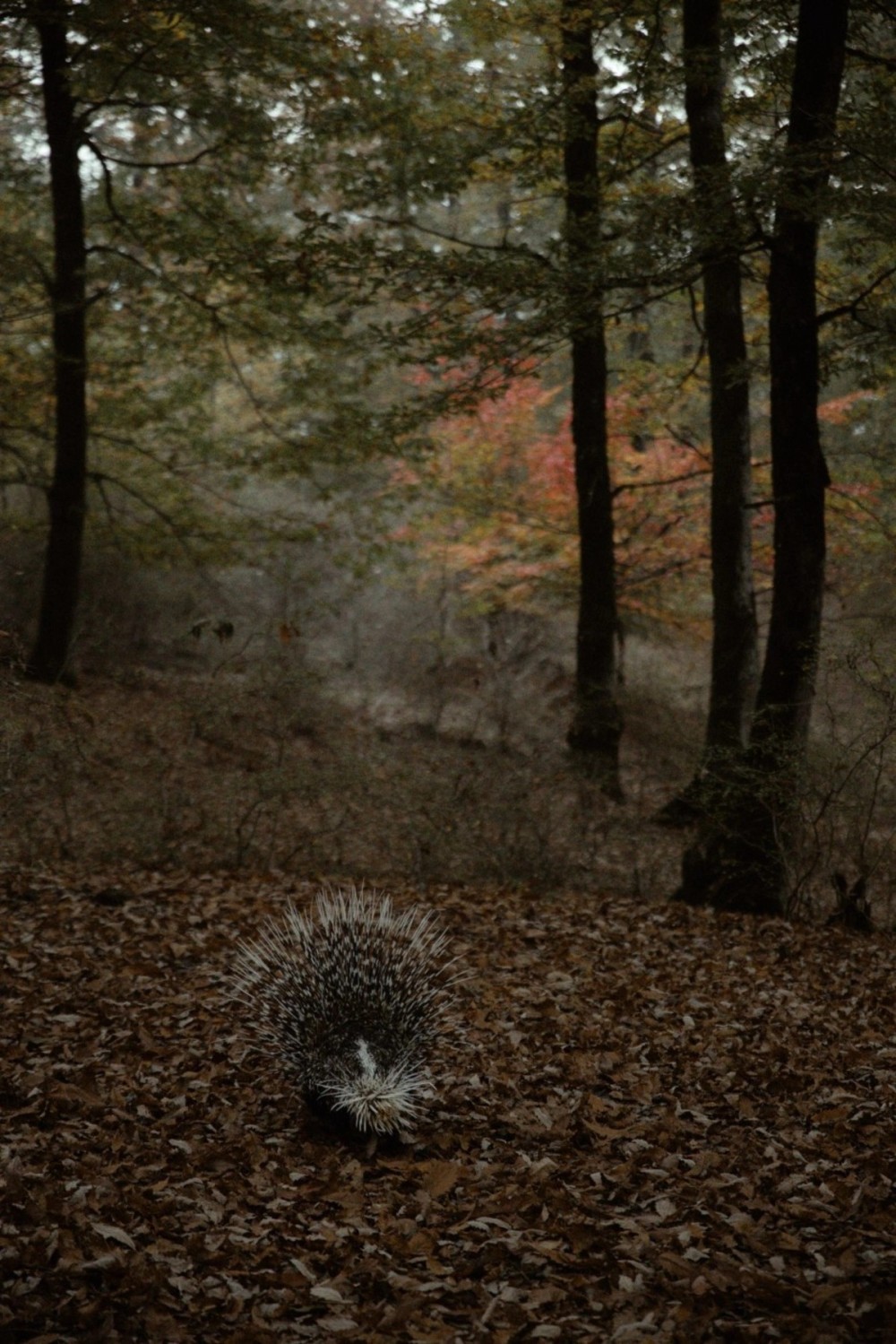 Leyla, Arzu və Alena Əliyevalar ekoloji aksiyalarda -FOTOLAR