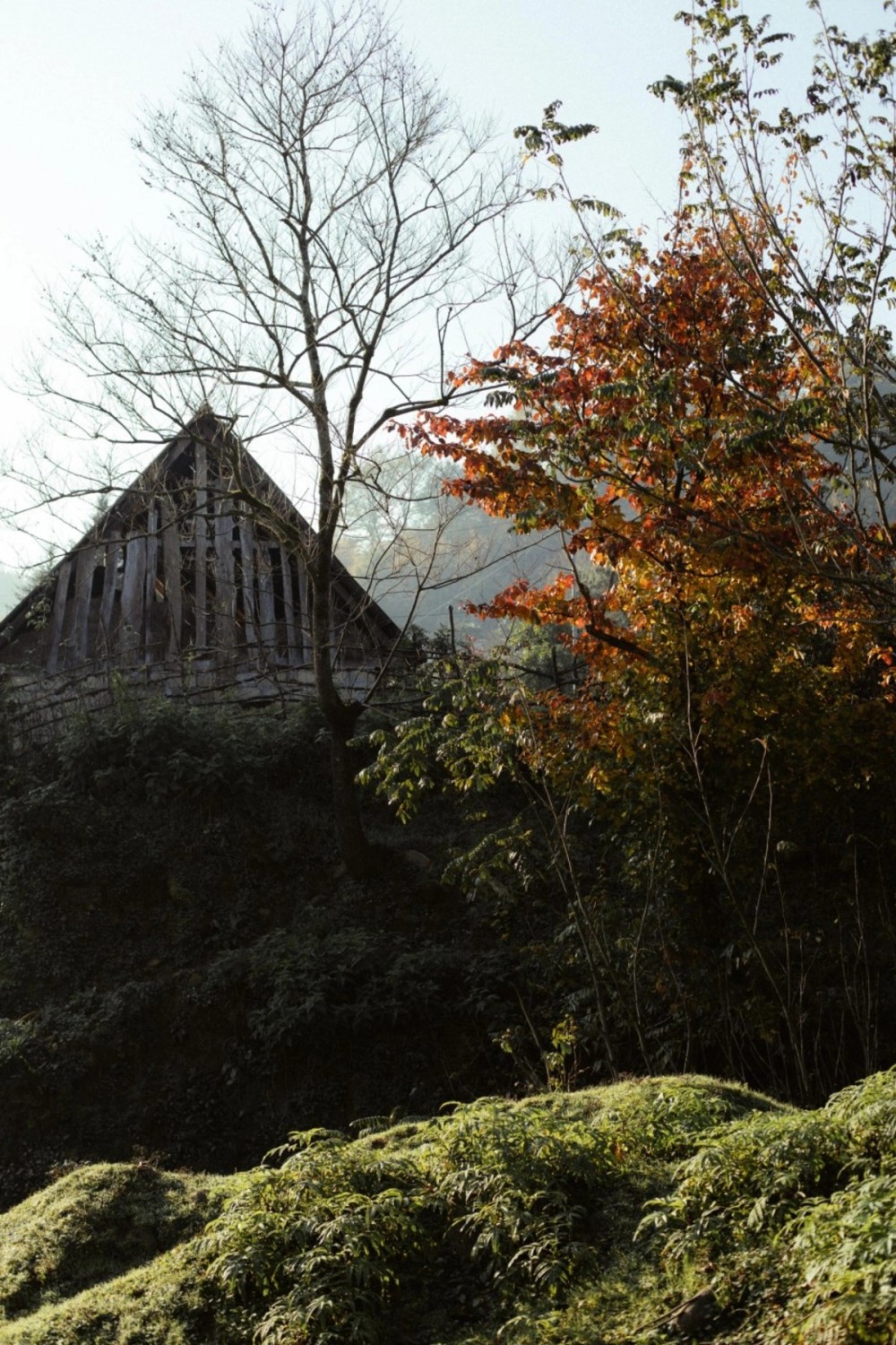 Leyla, Arzu və Alena Əliyevalar ekoloji aksiyalarda -FOTOLAR
