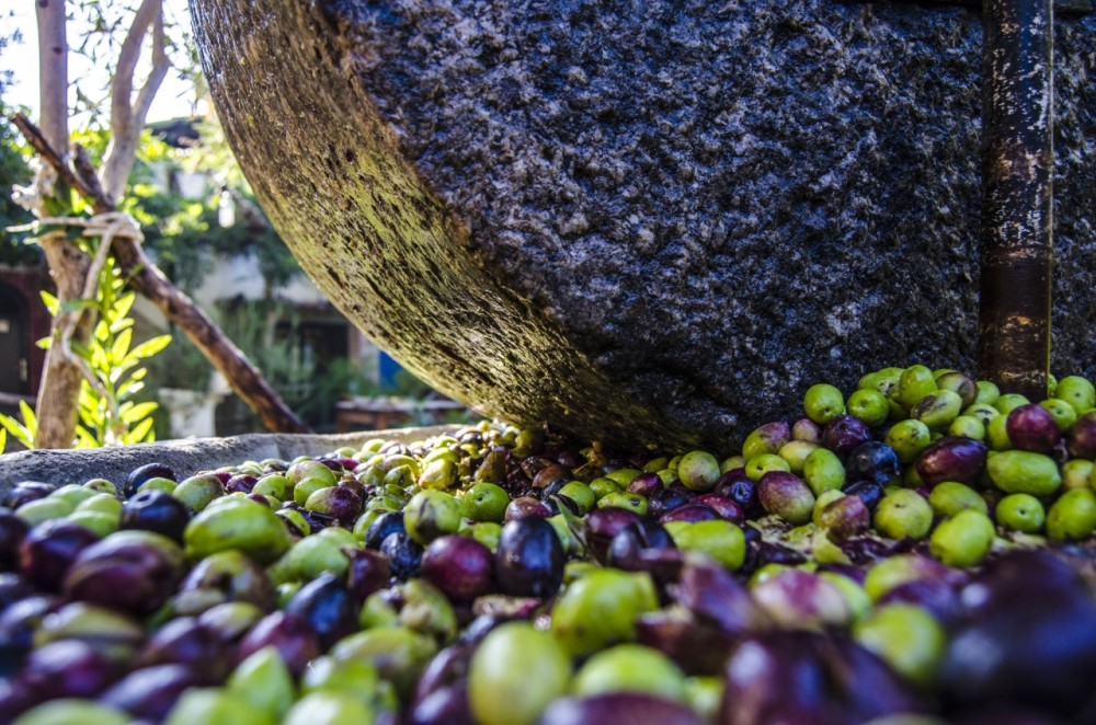 Türkiyənin məşhur zeytun yığımına qoşulun – bu mövsümi təcrübəni qaçırmayın! –FOTOLAR