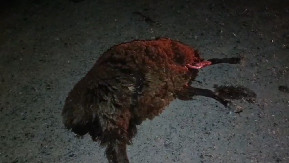 Salyanda yük maşını qoyun sürüsünü vurdu, heyvanlar tələf oldu -FOTOLAR