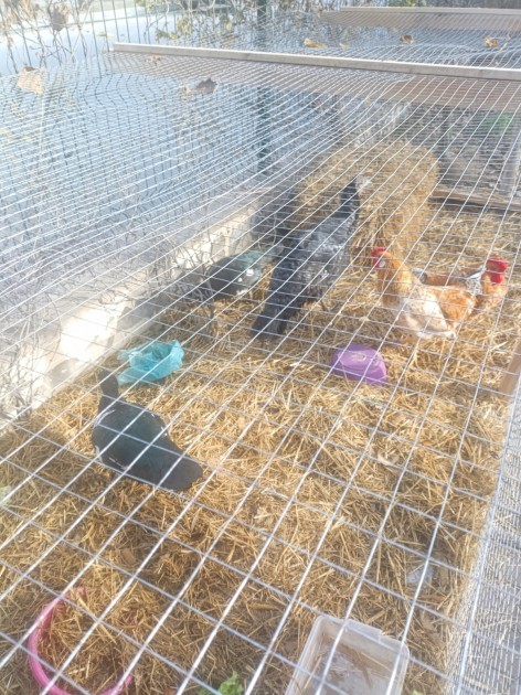 Sherlock Park” restoranında nöqsanlar aşkarlandı - FOTOLAR